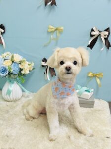 3月5日のわんちゃん🐾