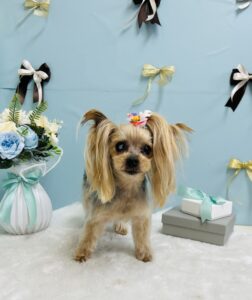 3月6日のわんちゃん🌟