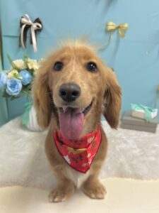 3/7のわんちゃん🍓