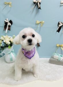 3/8のわんちゃん🧸