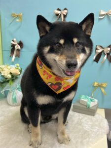 3月9日のわんちゃん🌟