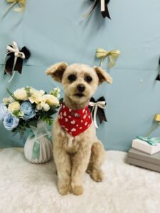 3/10のわんちゃん🌼