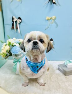 3月12日のわんちゃん✨