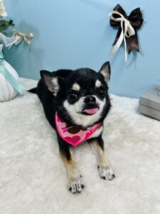 3月13日のわんちゃん🌟