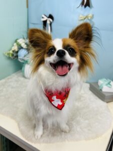 3/16のわんちゃん☘️