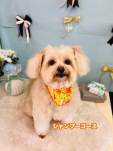 3/17のわんちゃん🐶