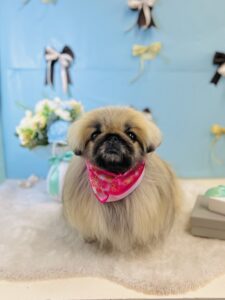 3月20日のわんちゃん😊