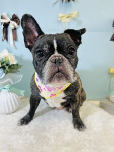 3/22のわんちゃん🔷