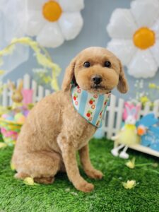 3/2のわんちゃん