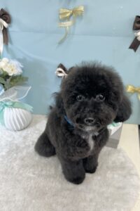 3/23のわんちゃん🌠