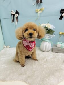 3月24日のわんちゃん🐶