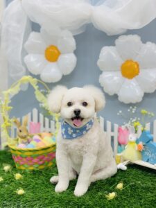 3/3のわんちゃん🐩