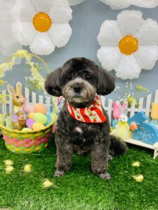 3/4のわんちゃん🐩