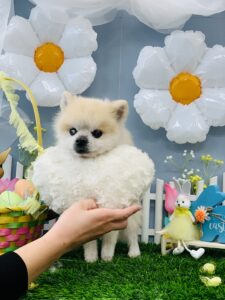 3/6のわんちゃん🍀