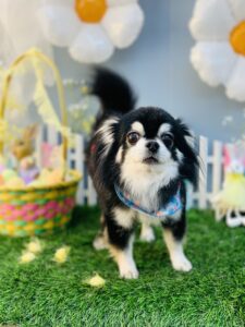 3/7のわんちゃん🐾