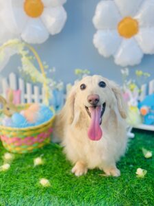 3/8のわんちゃん🌱