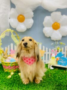 3/9のわんちゃん☘️