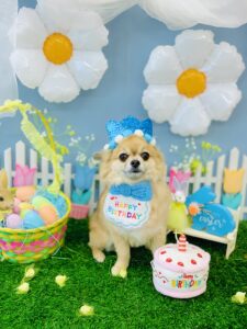 3/10のわんちゃん🌳