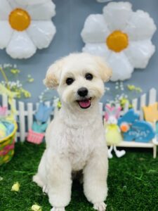 3/11のわんちゃんとねこちゃん🥰