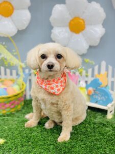 3/13のわんちゃん