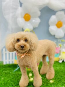 3/14のわんちゃん