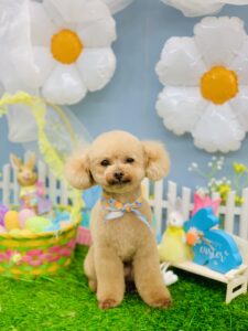 3/15のわんちゃん