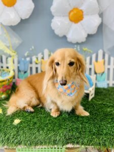 3/16のわんちゃん🥰