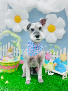 3/17のわんちゃん　ねこちゃん