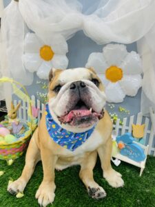 3/18のわんちゃん🌼