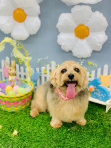 3/20のわんちゃん、ねこちゃん