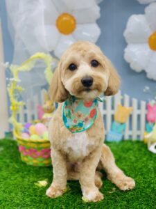 3/21のわんちゃん、ねこちゃん