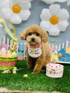 3/22のわんちゃん