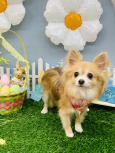 3/23のわんちゃん😊