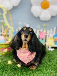 3/24のわんちゃん🍀